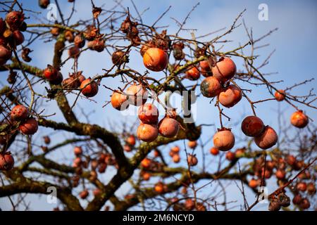 Albero di persimmon giapponese (Diospyros kaki) in inverno; Izumo, Giappone Foto Stock