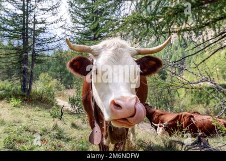 Adorabile mucca color cioccolato guarda direttamente nell'obiettivo della fotocamera e lecca il naso sul prato alpino con altre mucche, sentiero. Valle d'Aosta Foto Stock