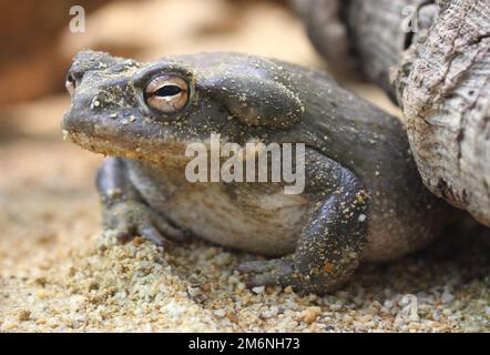 Fiume Colorado Toad (Bufo alvario) Foto Stock