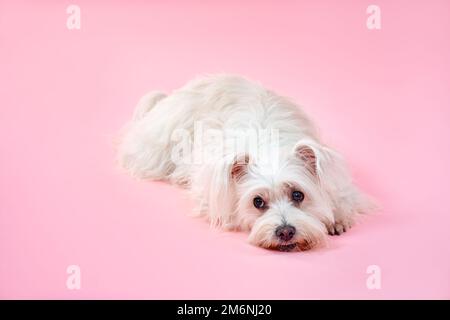 Adorabile cane bianco lanuginoso adagiato su sfondo rosa studio Foto Stock