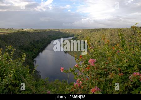 Fiori di palma e fucsia trifilla a la Romana, Repubblica Dominicana Foto Stock