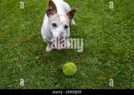 Jack Russell Terrier Dog giocare con la palla sul prato verde erba Foto Stock