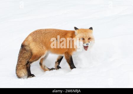 Volpe rossa con una coda savana isolata su sfondo bianco che caccia attraverso la neve appena caduta in inverno a Algonquin Park, Canada Foto Stock