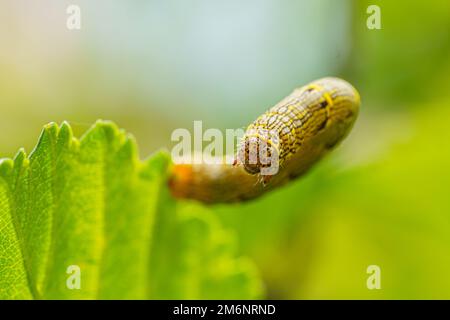 Autunno Armeria Spodoptera frugiperda su una foglia verde. Immagine con messa a fuoco selettiva. Vista ravvicinata estrema. Foto Stock