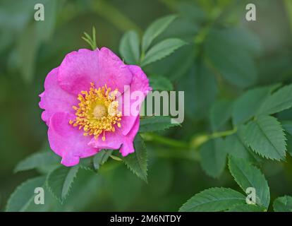 Heckenrose "spec. Rosa" Foto Stock