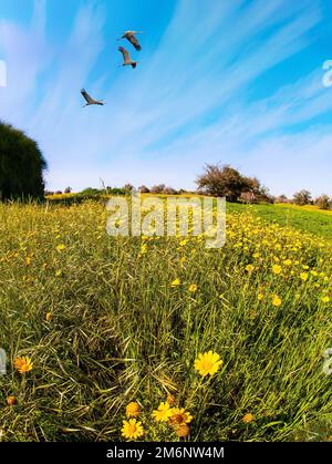 Il deserto del Negev in Israele. Foto Stock