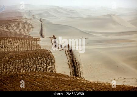 Paglia piantata per evitare che le sabbie del deserto di Taklamakan si spostino su strade e aree residenziali. Bacino di Tim. Regione autonoma dello Xinjiang (Sinkiang) Foto Stock