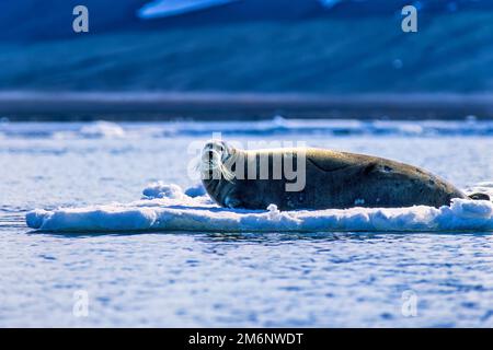 Cute foca che posa sul ghiaccio in artico Foto Stock