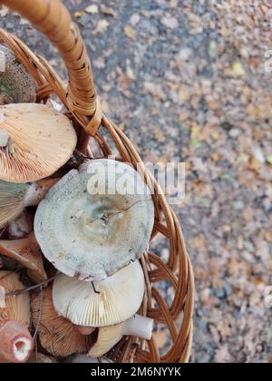 Funghi in un cestino. Autunno raccolta funghi. Lactarius deliciosus. Foto di alta qualità Foto Stock