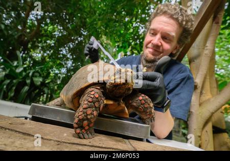 Hannover, Germania. 05th Jan, 2023. L'animatore Sascha Thiel misura e pesa una tartaruga di charley durante l'inventario annuale a Sea Life Hannover. Come in molti giardini zoologici e parchi animali, gli animali negli acquari e terrari di Sea Life nell'area della foresta pluviale devono essere contati regolarmente. Credit: Julian Stratenschulte/dpa/Alamy Live News Foto Stock