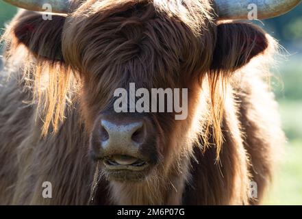 Rosso mucca delle Highland, primo piano con la lingua fuori e capelli lunghi intorno alle orecchie, espressione carina e stravagante, fotografata in Norfolk Foto Stock