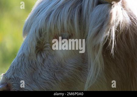 Highland Cow bianco primo piano della testa con aspetto dell'orecchio, dell'occhio e del mantello con fondo verde. Fotografato a Norfolk. Foto Stock