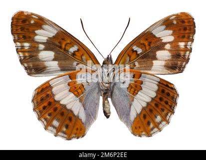 Farfalla dell'Ammiraglio Bianco Meridionale (Limenitis reducta) vista dal basso, isolata su sfondo bianco Foto Stock