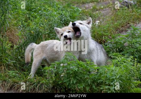 Legno lupo o lupo grigio Canis lupus cuccioli urlare vicino alla loro tana in Canada Foto Stock