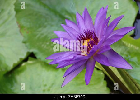 Ibrido di giglio d'acqua viola (Nymphaea x direttore George T. Moore) in giardino botanico Foto Stock