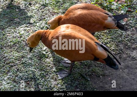 Un paio di Ruddy Shelduck o Brahminy Duck (Tadorna ferruginea) Foto Stock