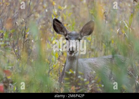 Mule Deer, Odocoileus hemionus, nel pennello nel Wyoming Foto Stock