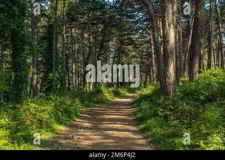 Pineta paesaggio con strada Foto Stock