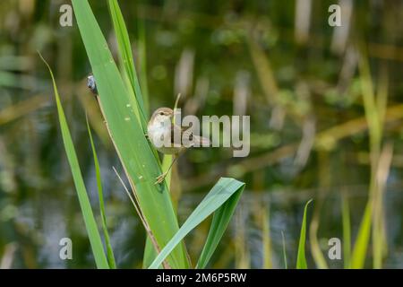 Cannocchiale, Acrocephalus scirpaceus, che sale su un gambo di canneto, vista frontale a sinistra. Foto Stock