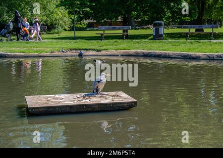 Airone grigio adulto con collo retratto e lungo becco appuntito si siede su zattera in mezzo al lago parco in cerca di preda. Foto Stock