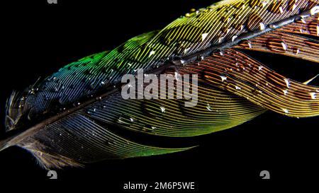 Un primo piano di una piume di pappagallo umido isolata sullo sfondo scuro Foto Stock