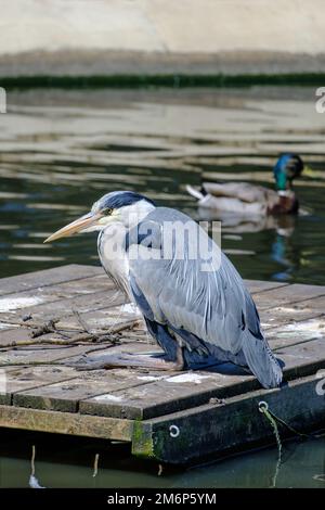 Primo piano di airone grigio adulto con collo retratto e lungo becco appuntito seduto su zattera in lago in cerca di preda. Foto Stock