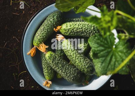 Raccolti cetrioli freschi in ciotola smaltata sul terreno, orto biologico Foto Stock