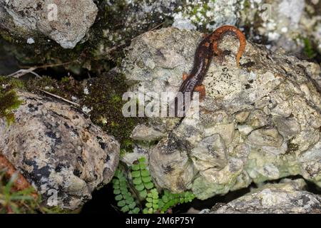 Grotta Italiana Salamander (Speleomantes italicus) - geotritone italiano Foto Stock