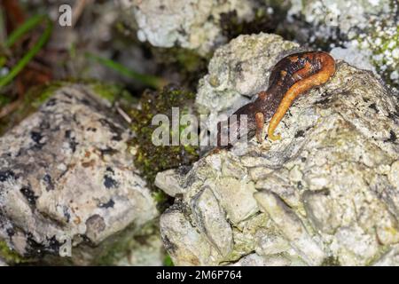 Grotta Italiana Salamander (Speleomantes italicus) - geotritone italiano Foto Stock