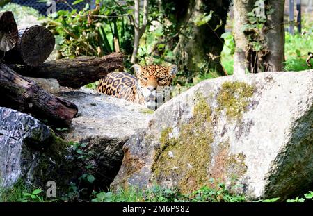 Un giaguaro maschile allo Zoo di Dartmoor, Devon. Foto Stock