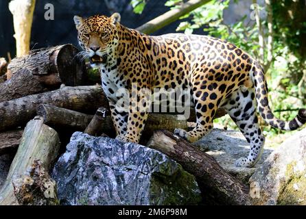 Un giaguaro maschile allo Zoo di Dartmoor, Devon. Foto Stock