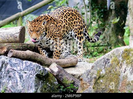 Un giaguaro maschile allo Zoo di Dartmoor, Devon. Foto Stock