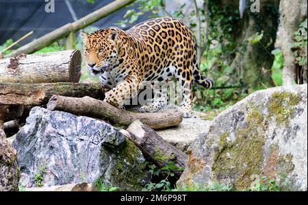 Un giaguaro maschile allo Zoo di Dartmoor, Devon. Foto Stock