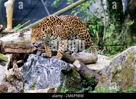 Un giaguaro maschile allo Zoo di Dartmoor, Devon. Foto Stock