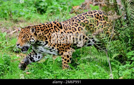 Un giaguaro maschile allo Zoo di Dartmoor, Devon. Foto Stock