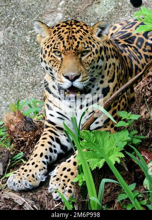 Un giaguaro maschile allo Zoo di Dartmoor, Devon. Foto Stock