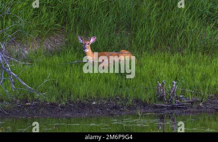 Letto a coda bianca accanto a una zona umida nel Wisconsin settentrionale. Foto Stock