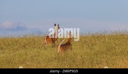 La coda bianca fugge su una collina nel Wisconsin settentrionale. Foto Stock