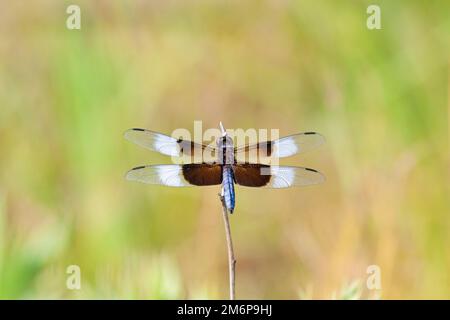 Una libellula skimmer sparge le ali appoggiandosi su un ramoscello Foto Stock