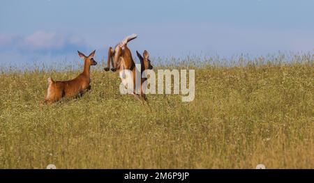 La coda bianca fugge su una collina nel Wisconsin settentrionale. Foto Stock