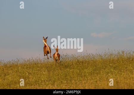 La coda bianca fugge su una collina nel Wisconsin settentrionale. Foto Stock