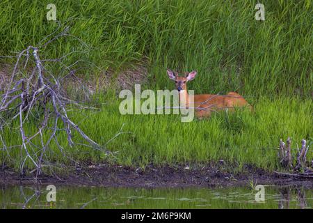 Letto a coda bianca accanto a una zona umida nel Wisconsin settentrionale. Foto Stock