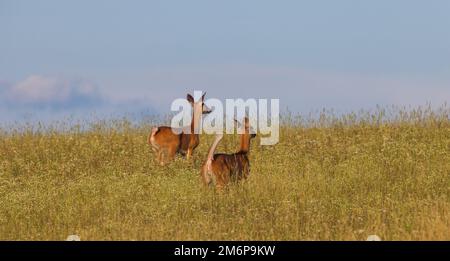 La coda bianca fugge su una collina nel Wisconsin settentrionale. Foto Stock