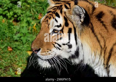 Una tigre maschile Amur allo Zoo di Dartmoor, Devon. Foto Stock