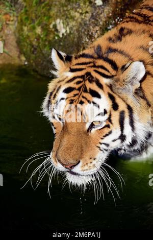 Una tigre maschile Amur allo Zoo di Dartmoor, Devon. Foto Stock