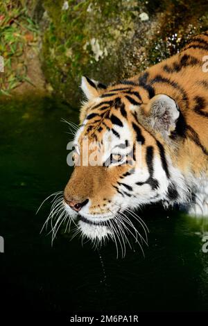 Una tigre maschile Amur allo Zoo di Dartmoor, Devon. Foto Stock