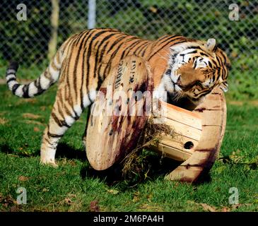 Un maschio Amur Tiger al Dartmoor Zoo, giocando con il suo giocattolo di arricchimento - un grande avvolgicavo. Foto Stock