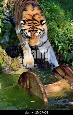 Un maschio Amur Tiger al Dartmoor Zoo, giocando con il suo giocattolo di arricchimento - un grande avvolgicavo. Foto Stock