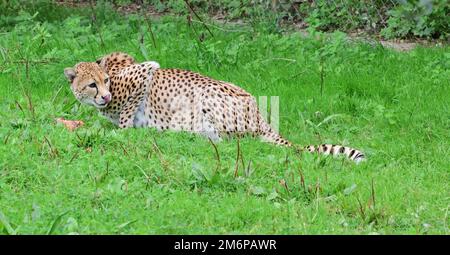 Un ghepardo maschio con cibo allo Zoo di Dartmoor, Devon. Foto Stock