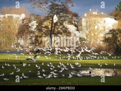 Amburgo, Germania. 05th Jan, 2023. Innumerevoli gabbiani volano sui prati dell'Alster sull'Alster esterno. Credit: Marcus Brandt/dpa/Alamy Live News Foto Stock